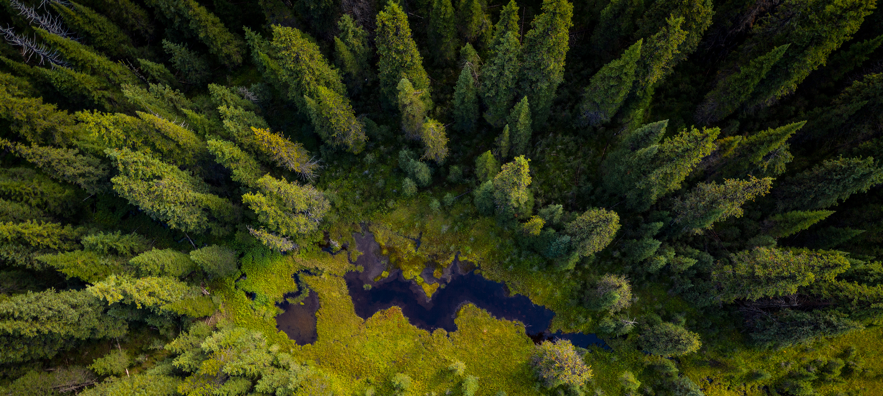 birds eye view of a forest