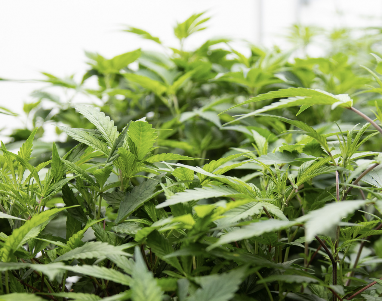 cannabis