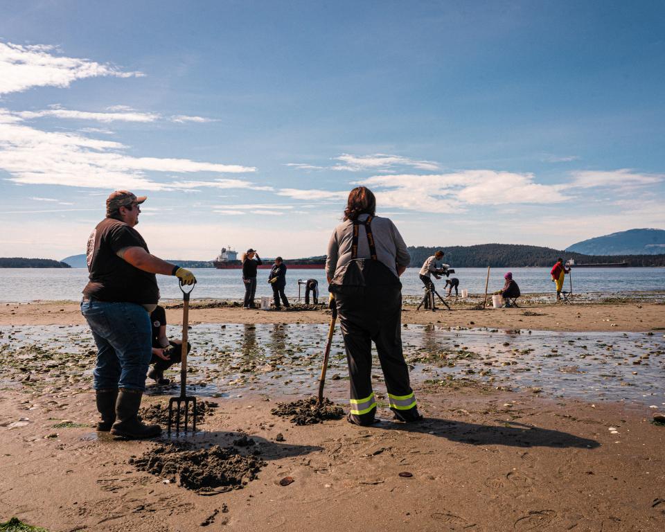 clam-harvest